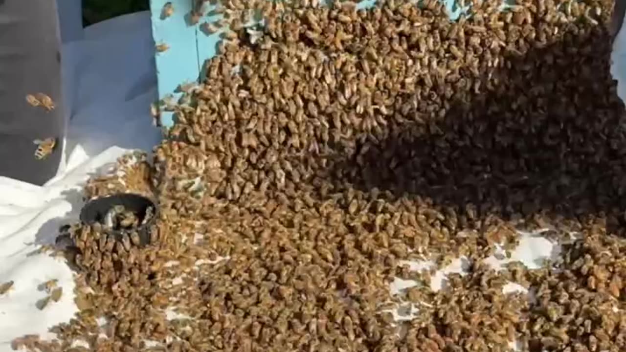 Watch closely. This is where bee behaviour gets fascinating.