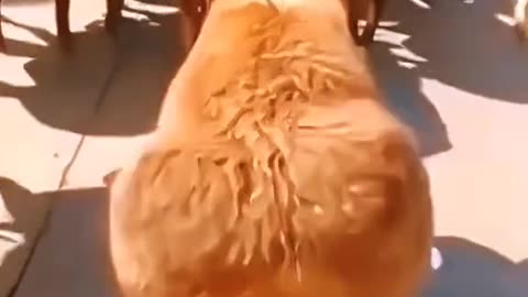 😂 😂 😂 #funny #animal #humor #cats #dogs #pets #rumble #viral #trending 099
