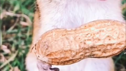 funny animal #funny