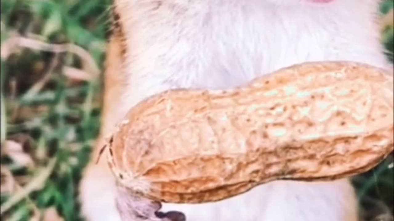 funny animal #funny