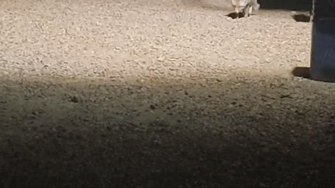 Second video ( fox)