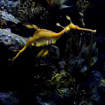 Weedy Sea Dragon at The Birch Aquarium in San Diego