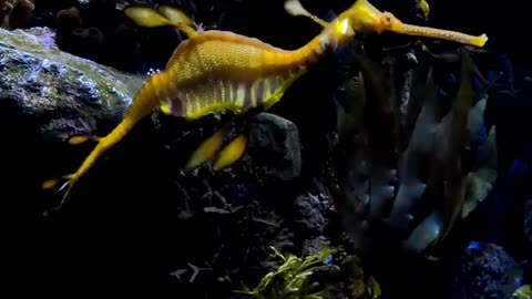 Weedy Sea Dragon at The Birch Aquarium in San Diego