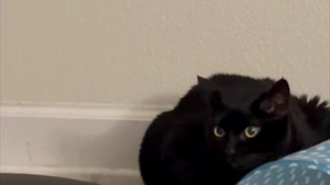 Cute Precious Piper Likes Hiding Spots - My Adopted Shelter Cat Vlog #shorts