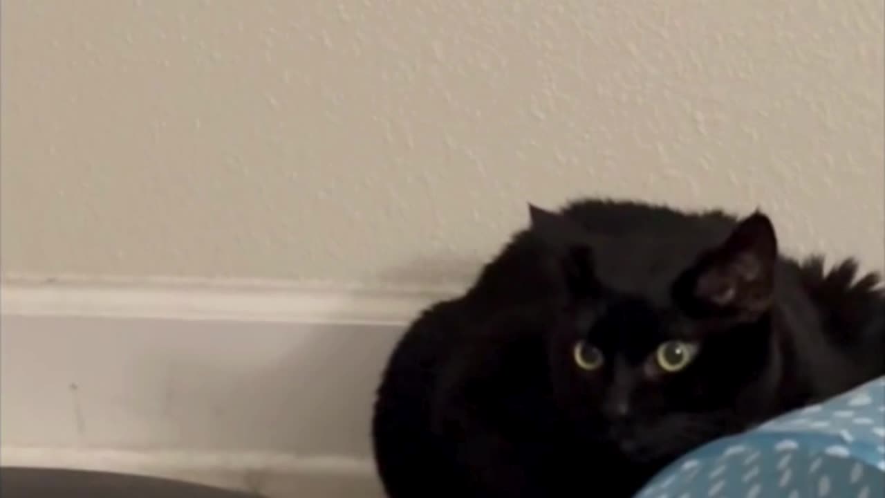 Cute Precious Piper Likes Hiding Spots - My Adopted Shelter Cat Vlog #shorts