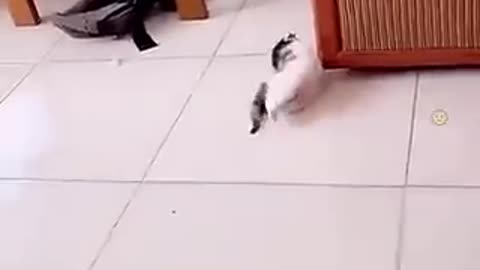 when cats make you laugh