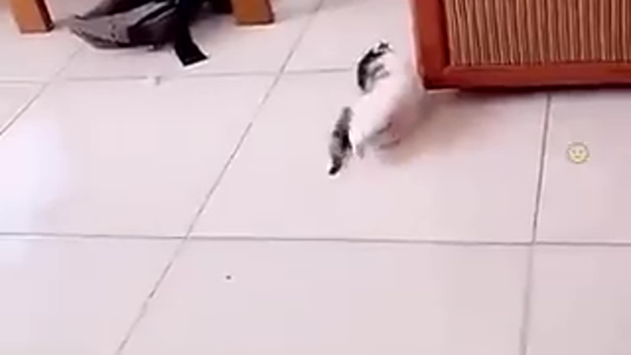 when cats make you laugh