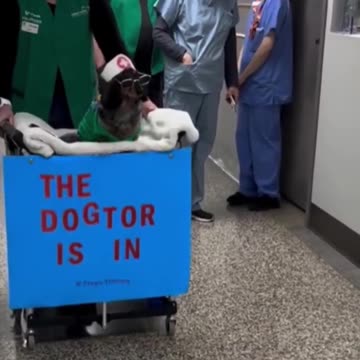 The dogtor.. 😂