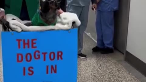 The dogtor.. 😂
