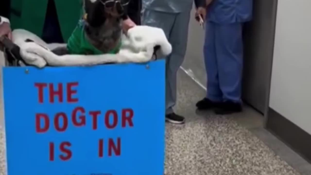 The dogtor.. 😂