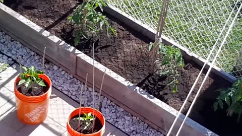 Maria's Green Thumb: Helping Her Uncle Transform the Garden