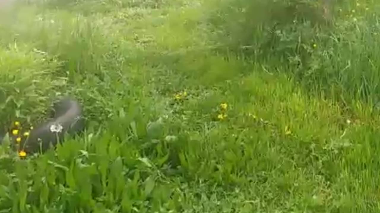 Pola elektromagnetyczne (EMF) i pola magnetyczne (ELF)