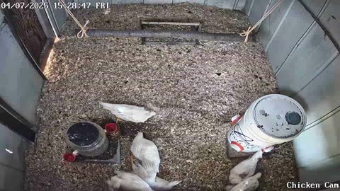 Millar Time Chicken Cam