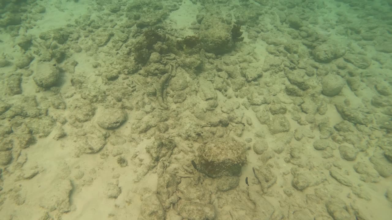 Close up of Fish Playing in Grand Cayman