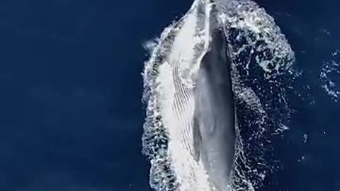 Amazing: Amazing Aerial View of Whale Feeding || ViralHog