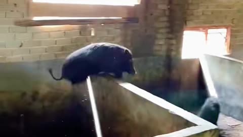 Funny Pig.