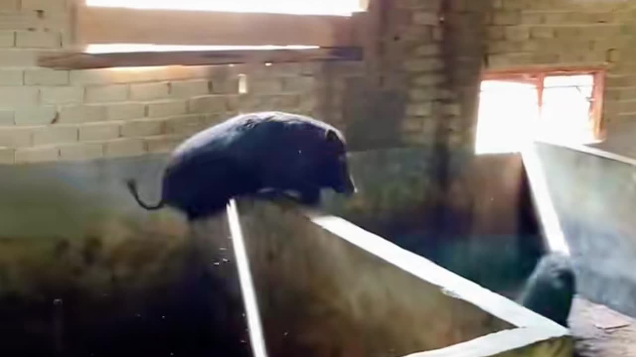 Funny Pig.