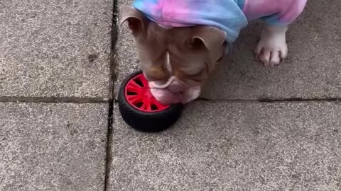 His new favourite! 🐾🛞