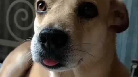 dog funny video