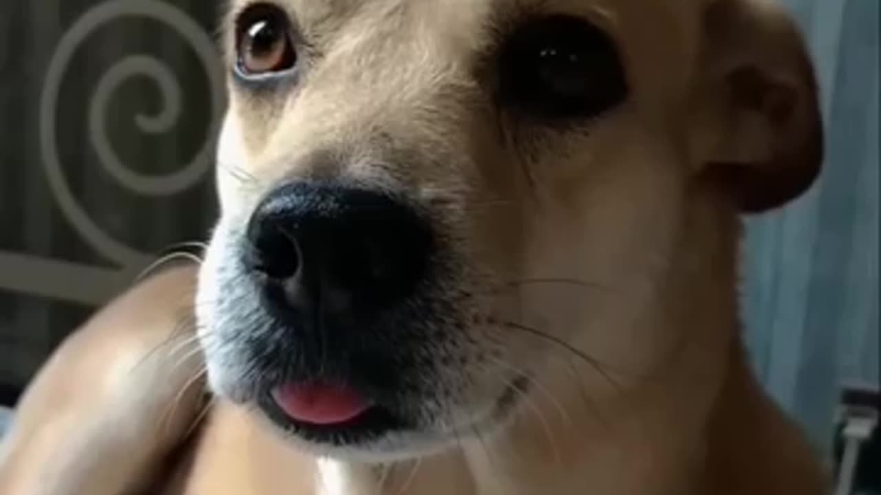 dog funny video