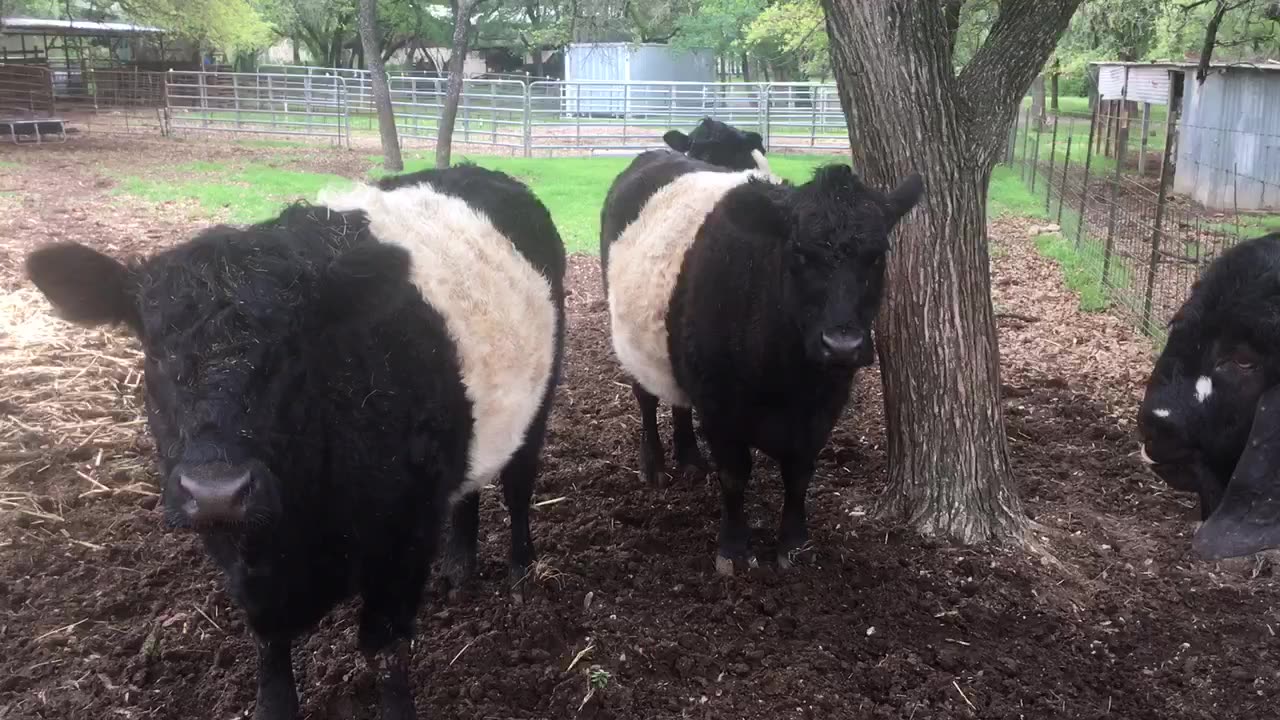 OREO?