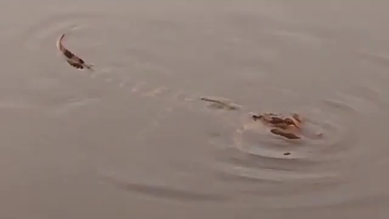 Baby Alligator