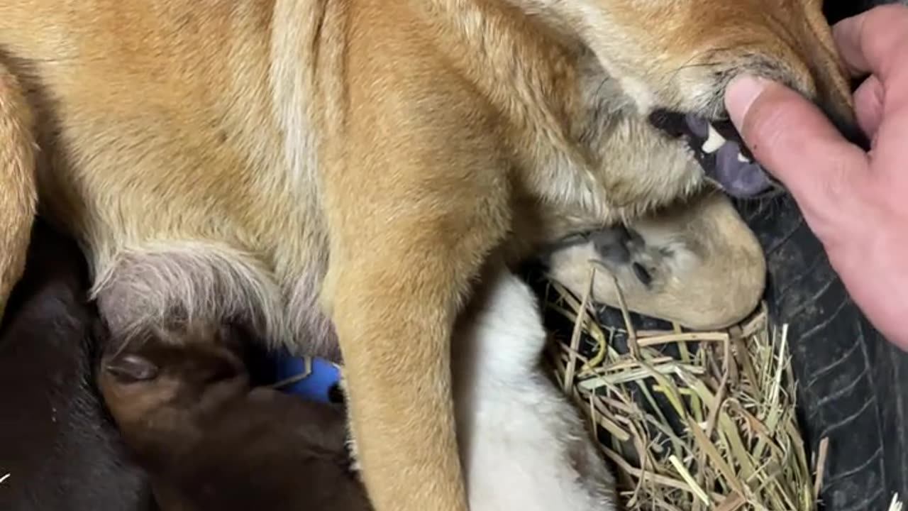 Dog, you're here to mess with my stuff again.