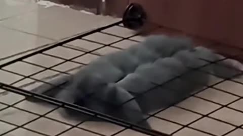 Funny animals moments 🐾