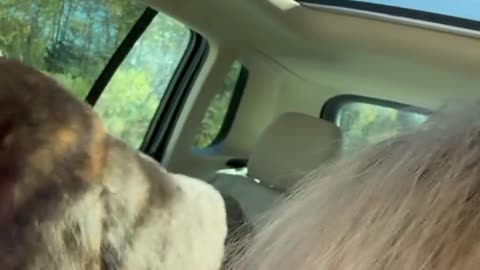 Dog Crashes the Car Ride 😂🐶🍕