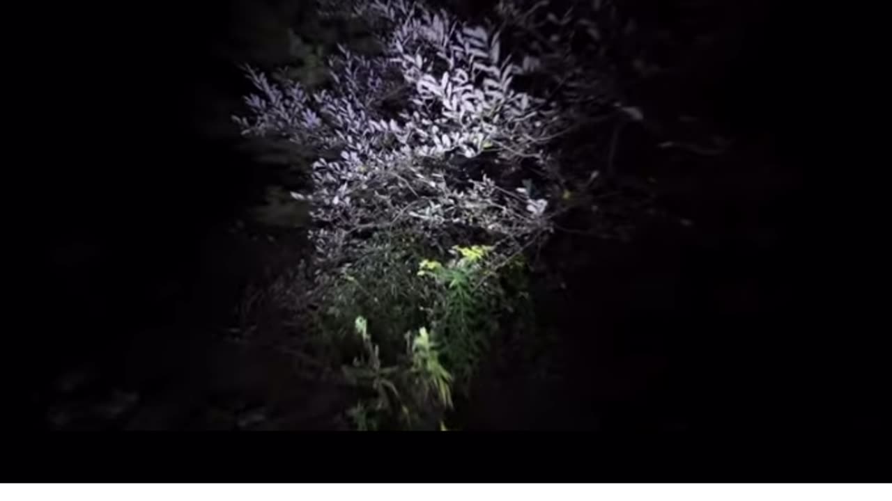 Sierra Sounds- Samurai chatter - MAQUAH