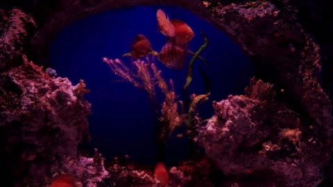 ASMR: Aquascape Journey | Nature Aquarium with Peaceful Sounds