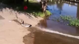 😂🦆 Don't Feed Beans to Ducks! | FunFM