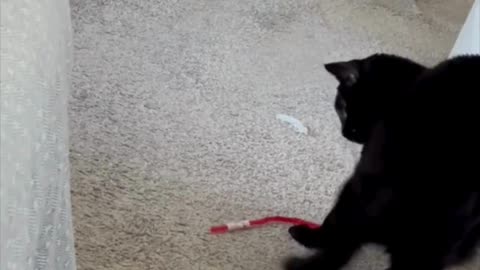 Cute Precious Piper Has Fun with Her Straw - My Adopted Shelter Cat Vlog #shorts