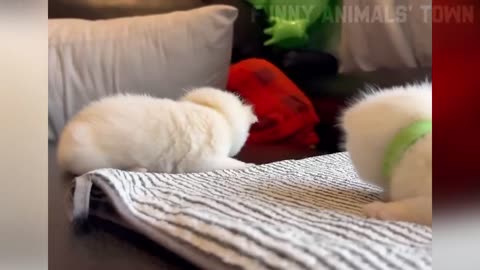 Funny video