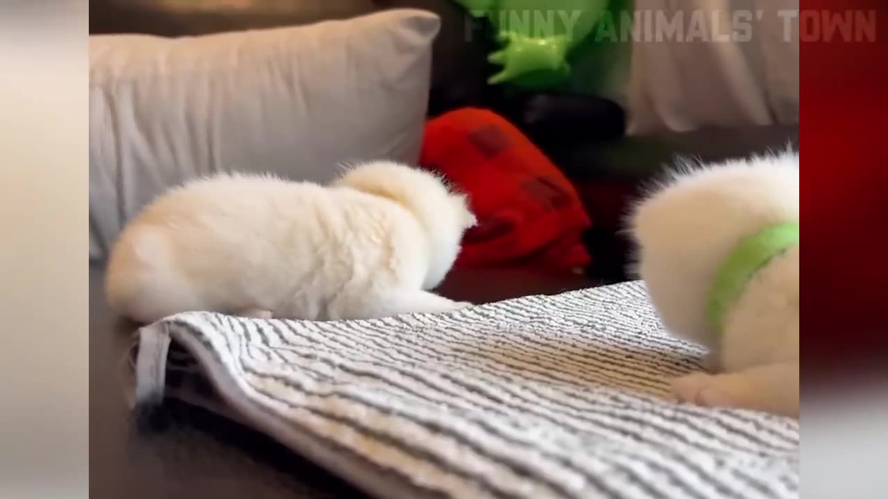 Funny video