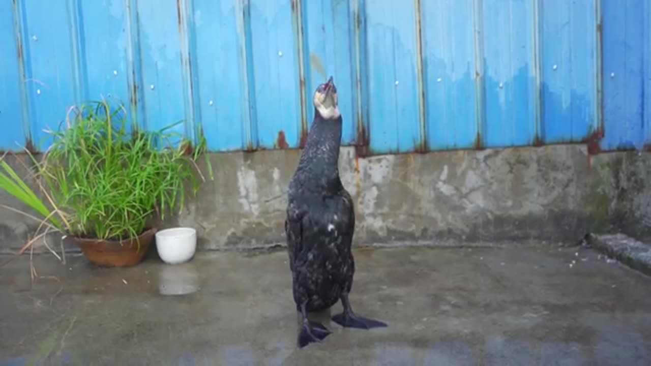 Animals
