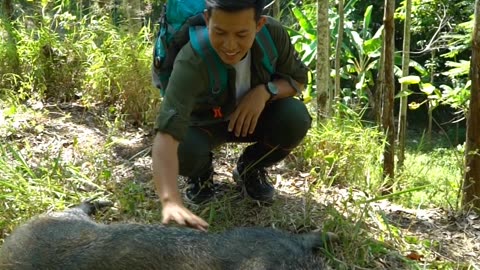 Petting a Wildboar