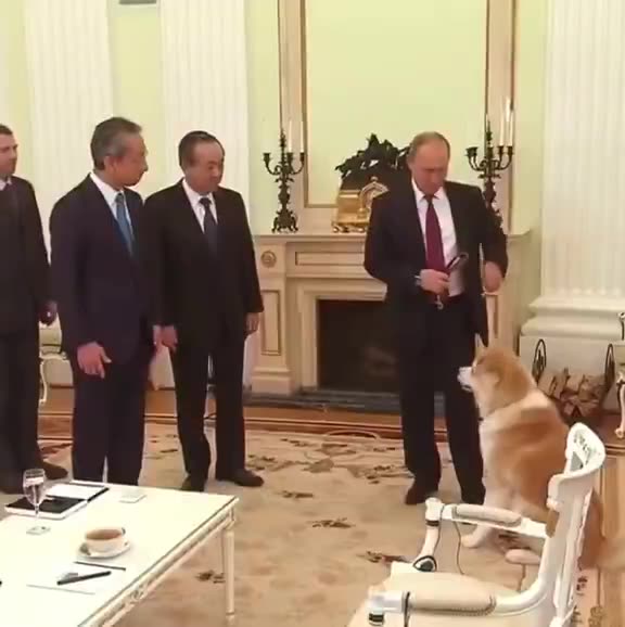 In 2012, 🇯🇵 Japan gifted 🇷🇺 Putin an Akita named Yume.