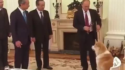 In 2012, 🇯🇵 Japan gifted 🇷🇺 Putin an Akita named Yume.