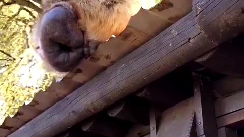 😂🐒 They're Obsessed With Their Posterior! | FunFM