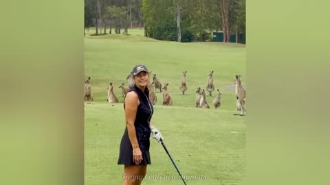 Funniest Cats & Dogs Video