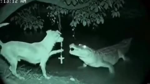 Doggo Spiritual Gatorade