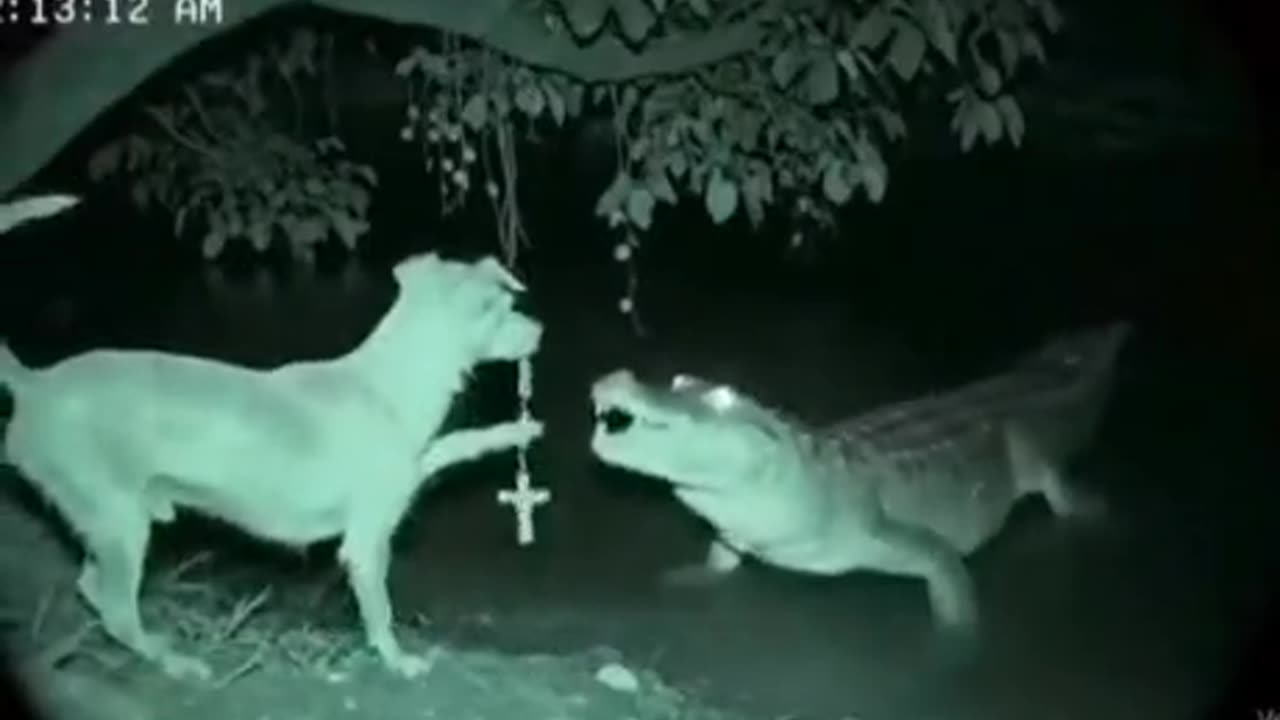 Doggo Spiritual Gatorade