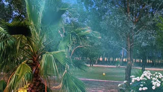 Jaya in the evening…