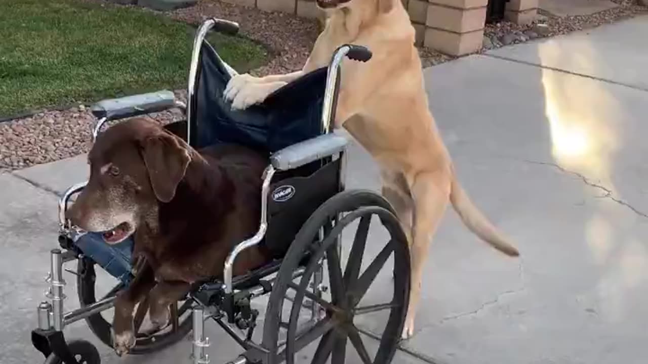 Good boy.. 😊