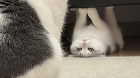Playing cats