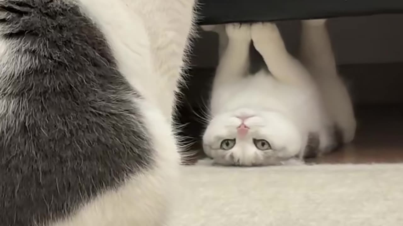 Playing cats