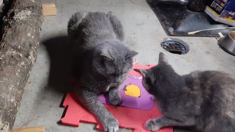 Gravy & Rose playing