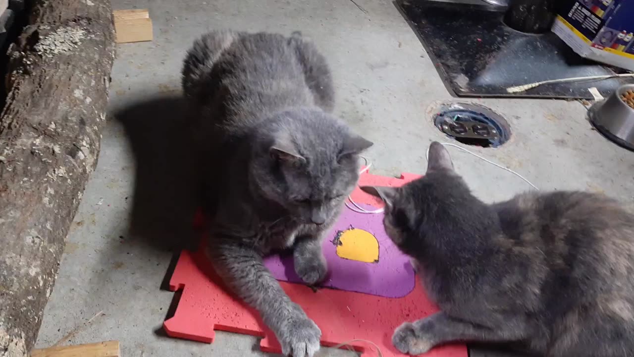 Gravy & Rose playing