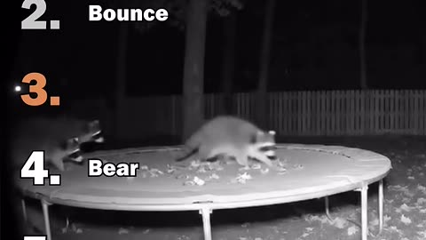 Funny animals